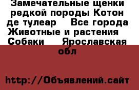 Замечательные щенки редкой породы Котон де тулеар  - Все города Животные и растения » Собаки   . Ярославская обл.